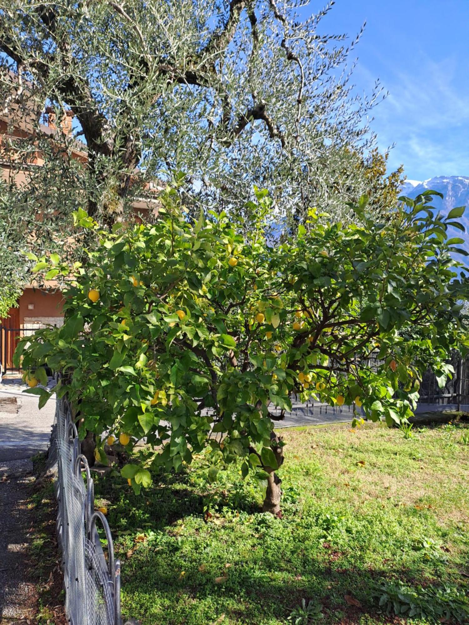Oma Margareta Apartment Limone sul Garda Exterior foto