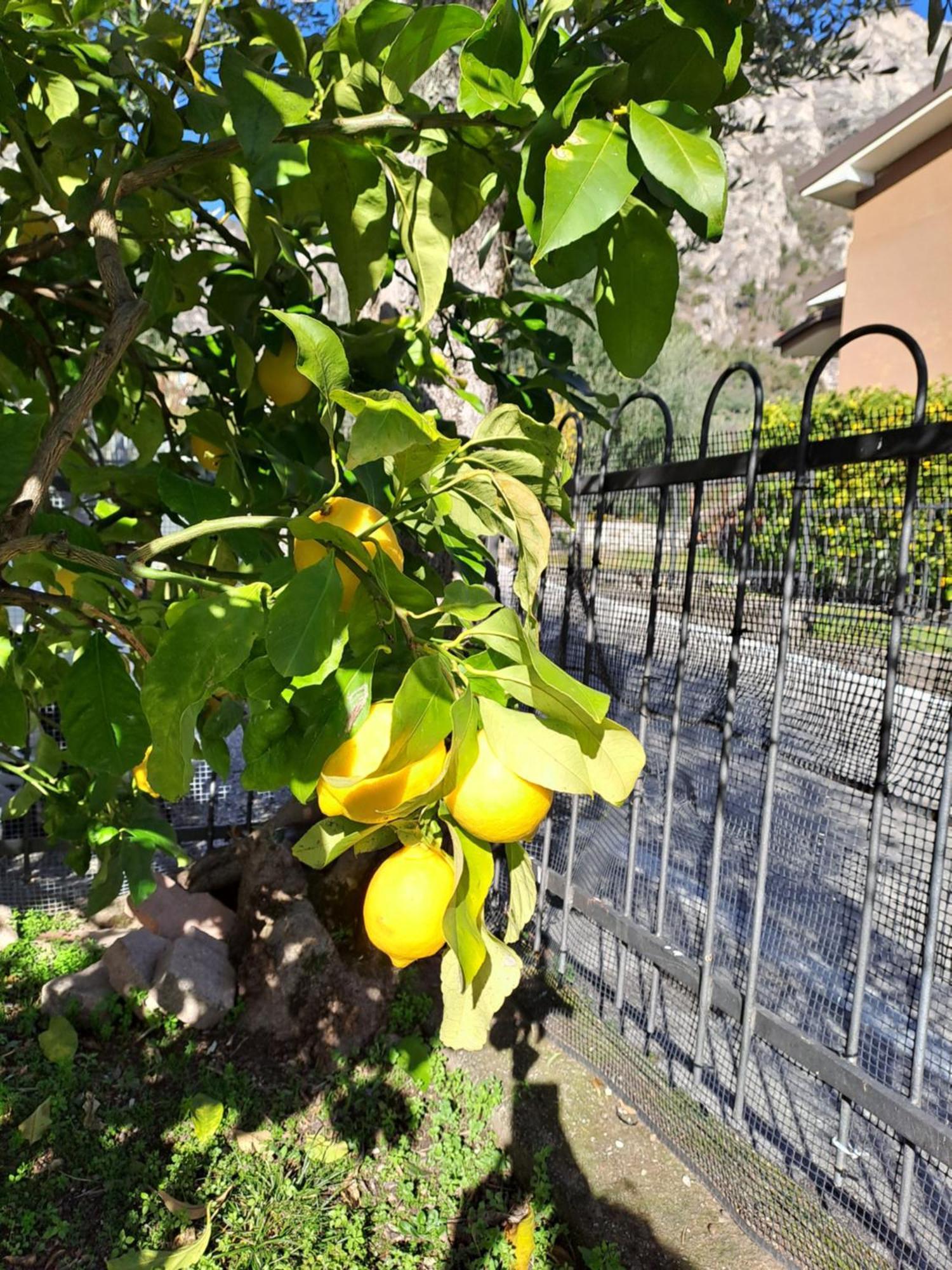 Oma Margareta Apartment Limone sul Garda Exterior foto